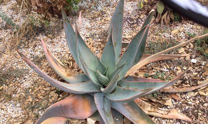 Large Beautiful Aloe
