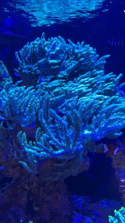 Free green leather coral frags