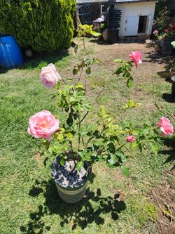 Rosal