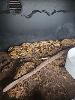 Boa and snake enclosure