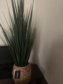 Plant