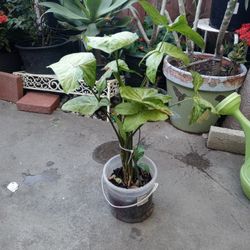 Plant