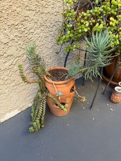 Succulent pot