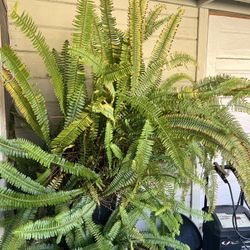 Huge Fern