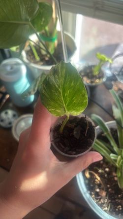 Snow queen pothos starters