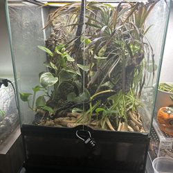 BIOACTIVE CHAHOUA GECKO ENCLOSURE