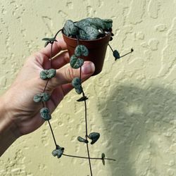 String Of Hearts 2” Pot