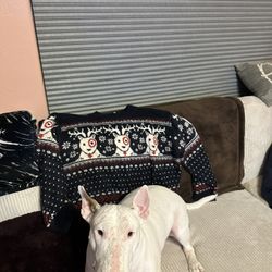 2025 Target Christmas Sweater Bullseye Bull Terrier