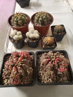 Many Cacti And Succulent