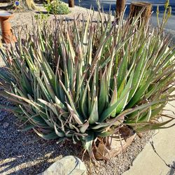 Medicinal Fresh Organic Aloe Vera Plant LEAF Very Healthy Live Plant Weight Loss