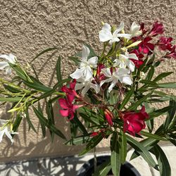 White&pinkNerium Oleander Flowers Plants 5 Gallon Pot