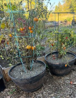 Roma & Vine Tomato Plants