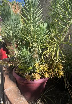 Senicio vitalis / blue chalk fingers Succulents