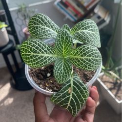 Fittonia Plant 