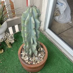 Cactus Plant Pot Included 