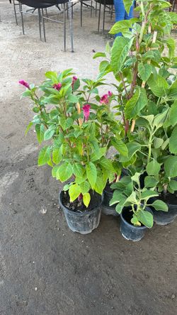 Celosia/ cockscomb flower