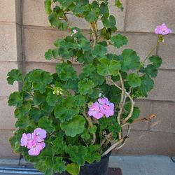 Malva/ jeranio Plant