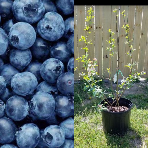 3 year old blueberry plants for Sale in FuquayVarina, NC OfferUp