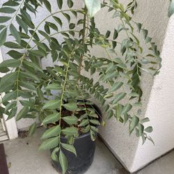 Curry Leaf Plant (Large size)
