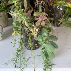 Variety Succulent Plant