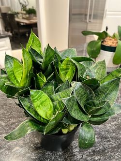 Snake plant pups