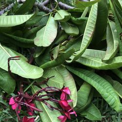 Plumeria Cutting