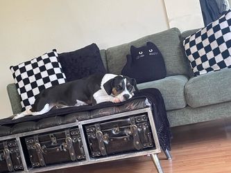 Forest green fabric sofa