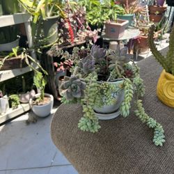 Una Succulents en Maseta De Cerámica 