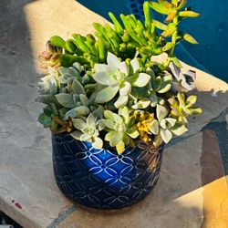 Mixed Succulent Arrangement in Blue Ceramic Pot