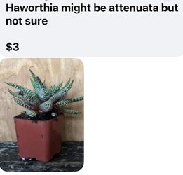 Hawarthia 