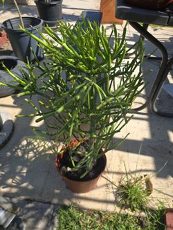 Pencil cactus 36" High $7.00