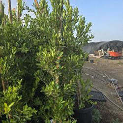Ficus Nitida Hedge Or Private 