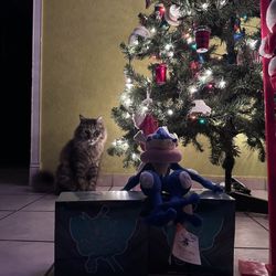 Twilight Masquerade Elite Trainer Box!