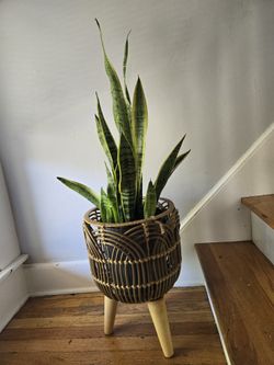 Real Snake Plant + Stand