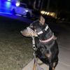 Rocco D