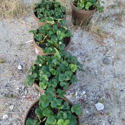 Strawberry Plants