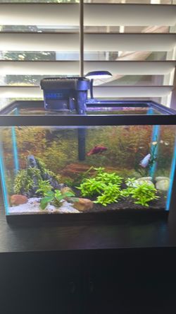 5 gallon fish tank