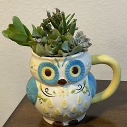 Succulent Arrangement 