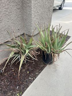 2 Agave Plants In Pots 