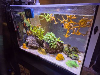 Tank Saltwater