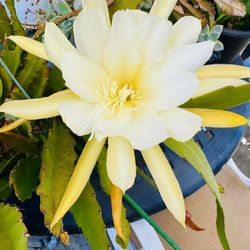EPIPHYLLUM CACTUS HANGING PLANT IN BLOOM 