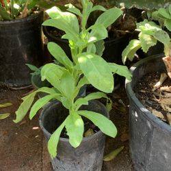 Marigolds Flower Pot
