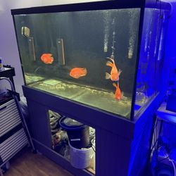 Fish Tank Aquarium 