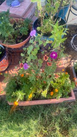 Pot an plants