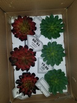 Blue pot succulents. New.$20 value