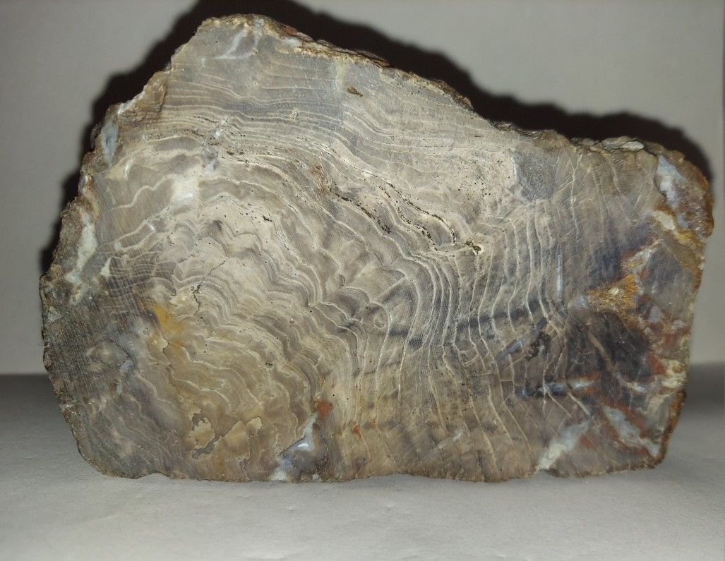 Petrified Wood With Quartz Veins 2+lbs