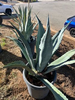 Agave