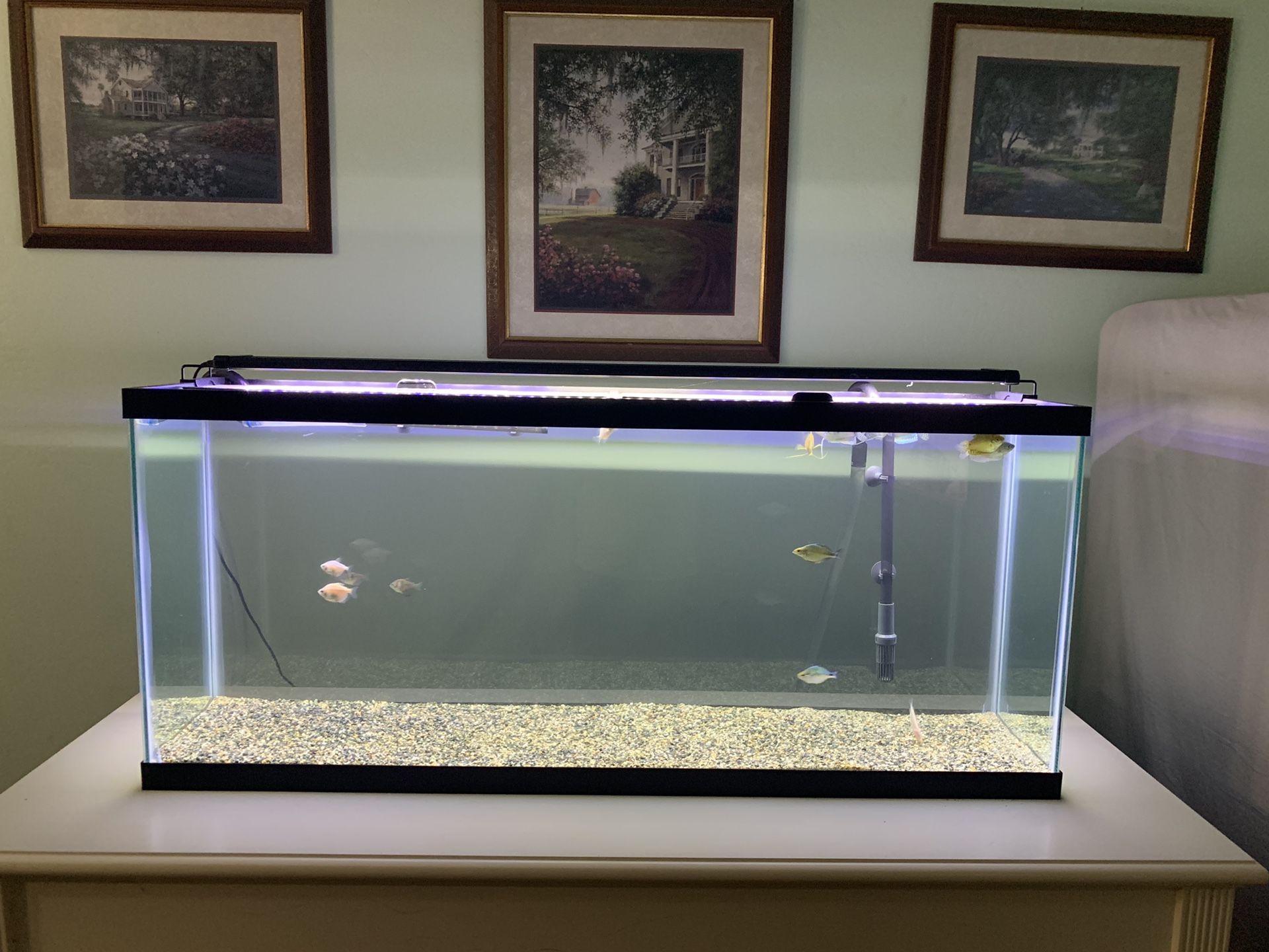 55 gallon Aquarium