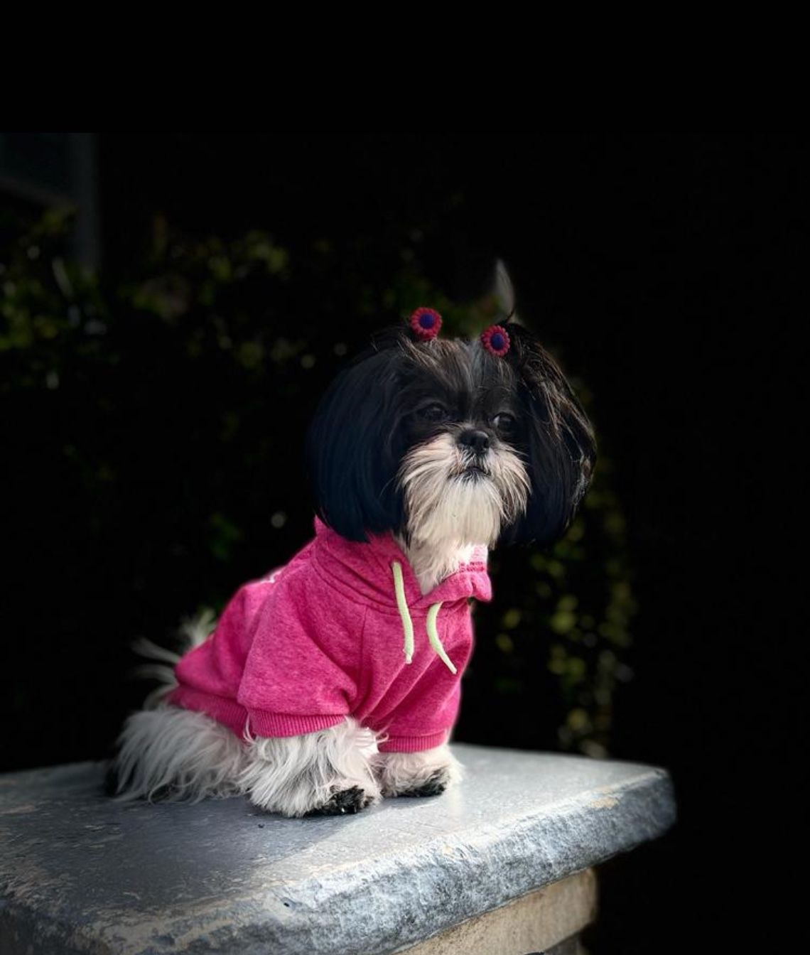 Tengo Shih Tzu Machos  A La Venta 