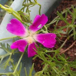 Winecup Plant 